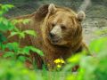 Медведь Андрюша и лев Цезарь из Ростовского зоопарка умерли