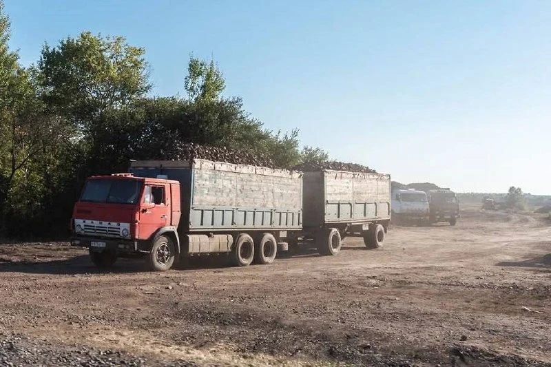 На Дону поздние зерновые культур убрали на 22,5 тыс