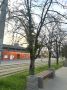 Вместо аварийных каштанов на Привокзальной площади высадят новые деревья