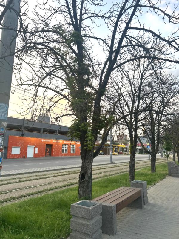 Вместо аварийных каштанов на Привокзальной площади высадят новые деревья