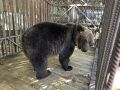 В ростовском зоопарке появятся две новые медведицы