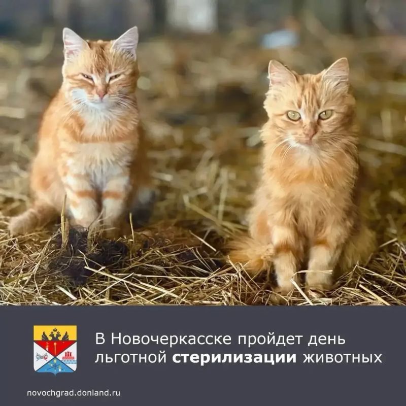 В Новочеркасске, как и во всей Ростовской области, состоится акция по льготной стерилизации животных-компаньонов