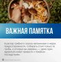 Правила безопасного сбора грибов и первая помощь при отравлении