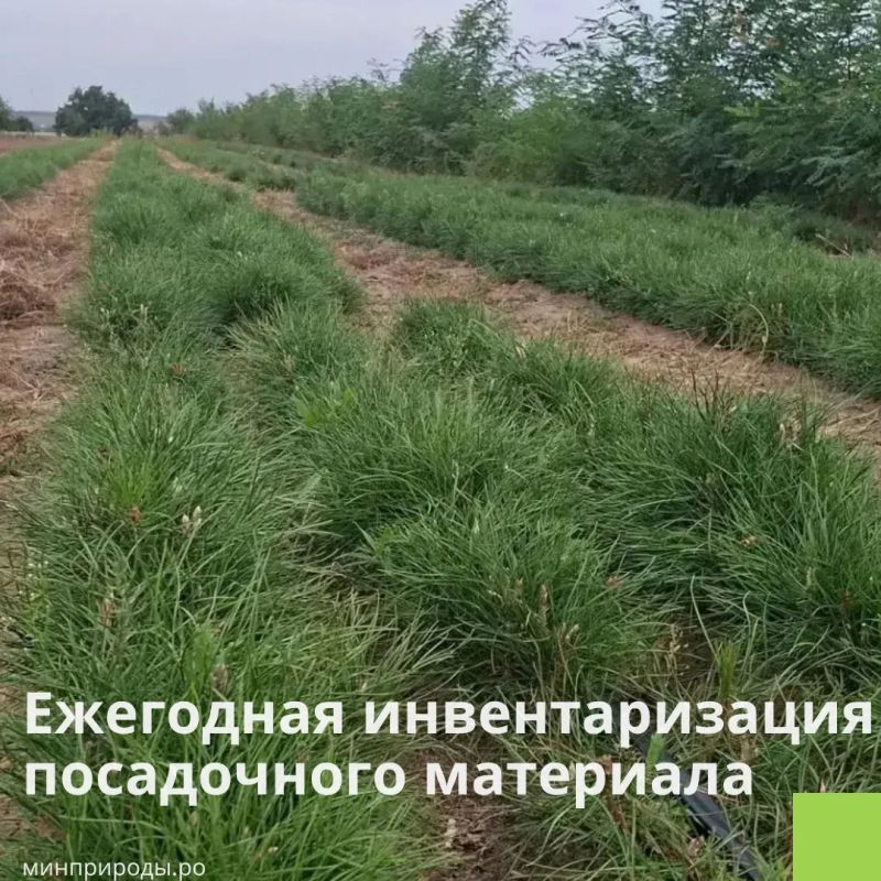 Стартовала ежегодная инвентаризация посадочного материала в лесных питомниках