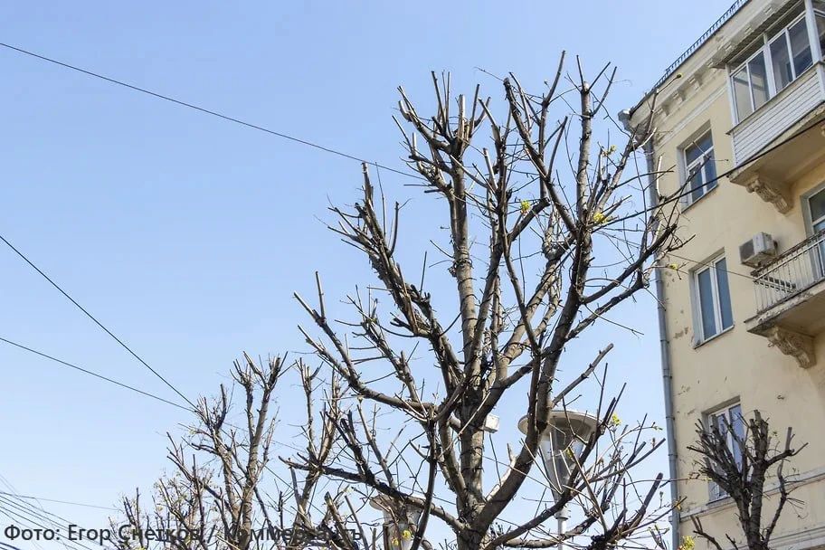 В Ростове в октябре высадят 1,7 тыс