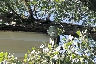 Ростовчане пожаловались на дерево, рухнувшее на жилой дом еще в августе