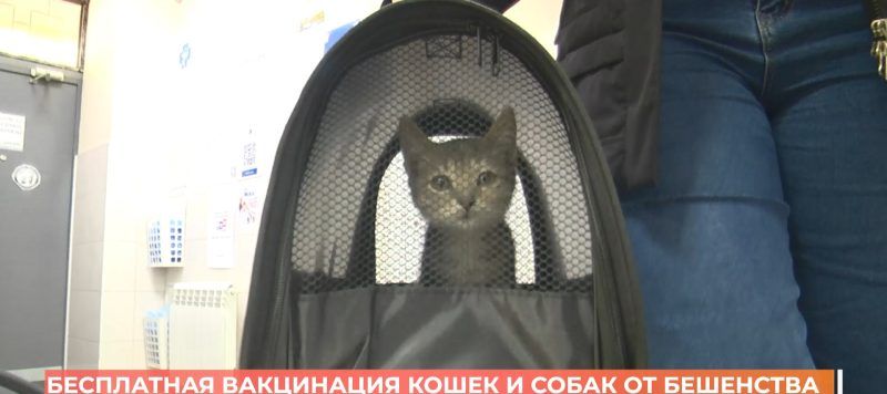 Бесплатная вакцинация кошек и собак от бешенства началась в Ростове