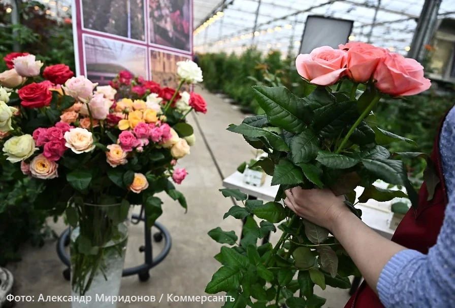 Цены на букеты ко Дню учителя в Ростове достигли 35,8 тысяч рублей