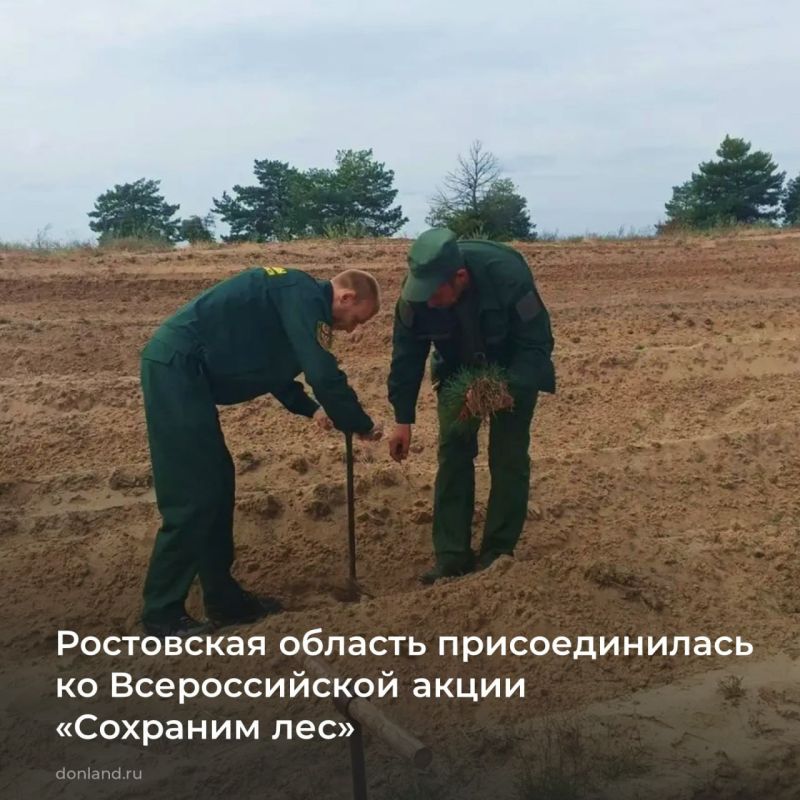 Ростовская область в восьмой раз участвует во Всероссийской осенней акции «Сохраним лес»