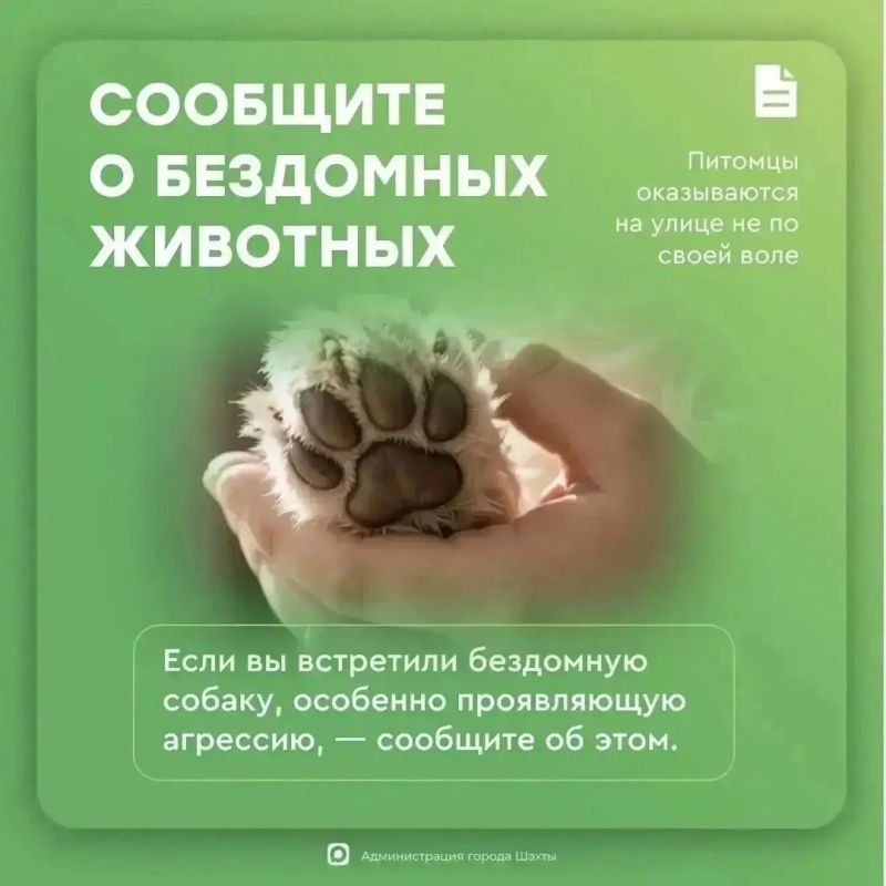 Как сообщить о безнадзорном животном и почему это важно