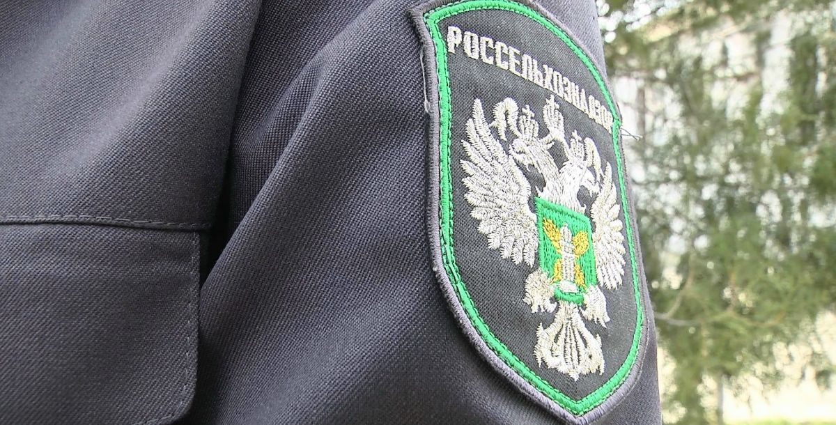 В Ростовской области проконтролировано более 500 тонн подсолнечного шрота
