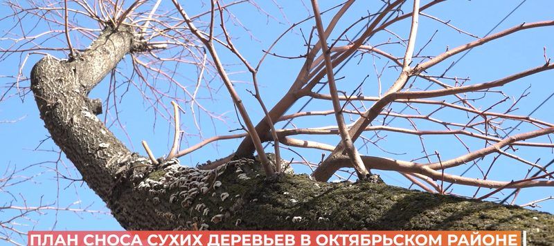 Снос сухих деревьев в Октябрьском районе начинается завтра