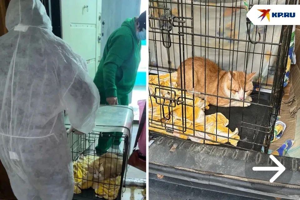 Остался один с 19 котами: Животные на неделю оказались заперты в одной квартире с телом умершего ветерана