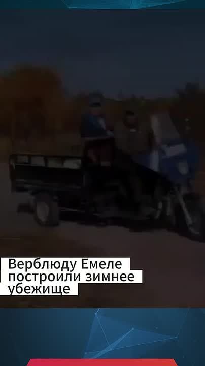 Для верблюда Емели построили зимнее убежище в Ростовском зоопарке