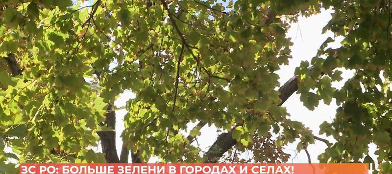 ЗС РО: больше зелени в городах и селах!